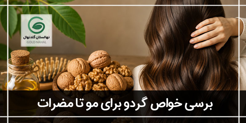 گردو و مو