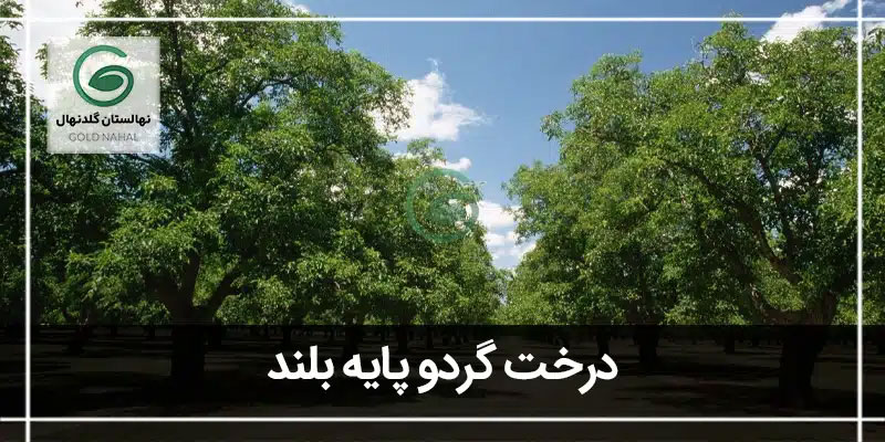 گردو پایه بلند