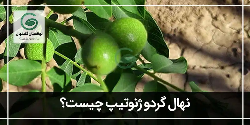 گردو ژنوتیپ چیست
