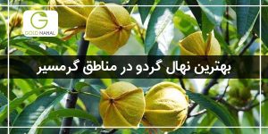 نهال گردو گرمسیری چیست؟(خرید و پرورش گردوی گرمسیری)