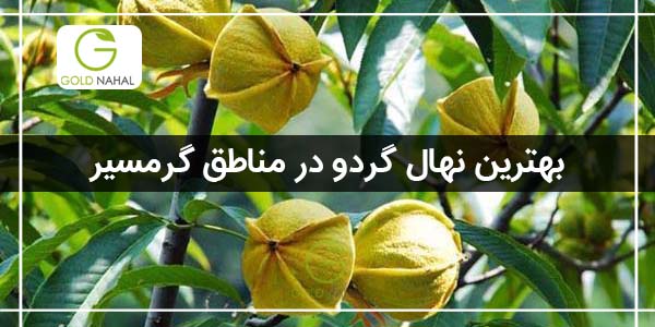 نهال گردو پکان