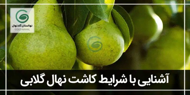 گلابی
