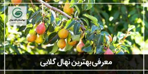 بهترین نهال گلابی