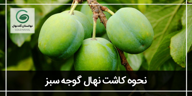 گوجه سبز