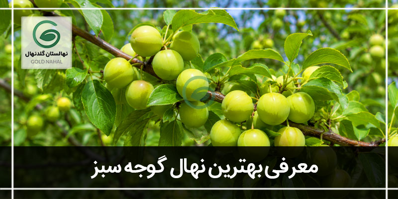 گوجه سبز