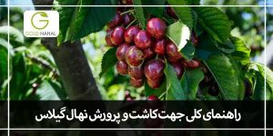 کاشت نهال گیلاس (نکات طلایی پرورش و کاشت درخت گیلاس)