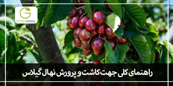 گیلاس