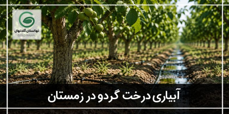 آبیاری درخت گردو