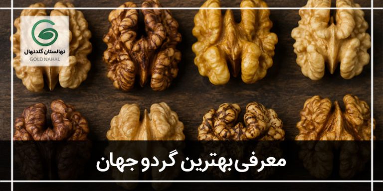 بهترین گردو