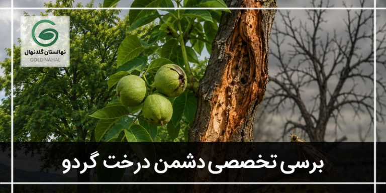 دشمن درخت گردو