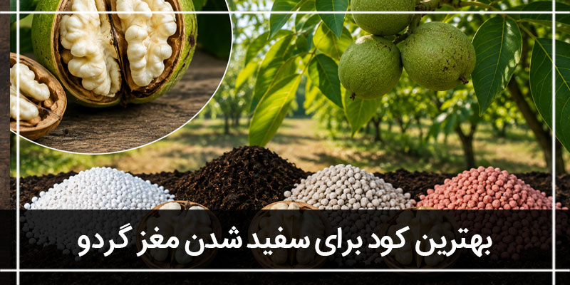 سفید شدن مغز گردو