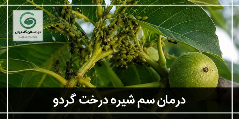 سم شیره درخت گردو